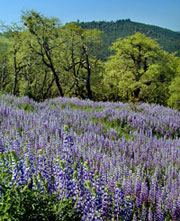 Bonny Doon lavender